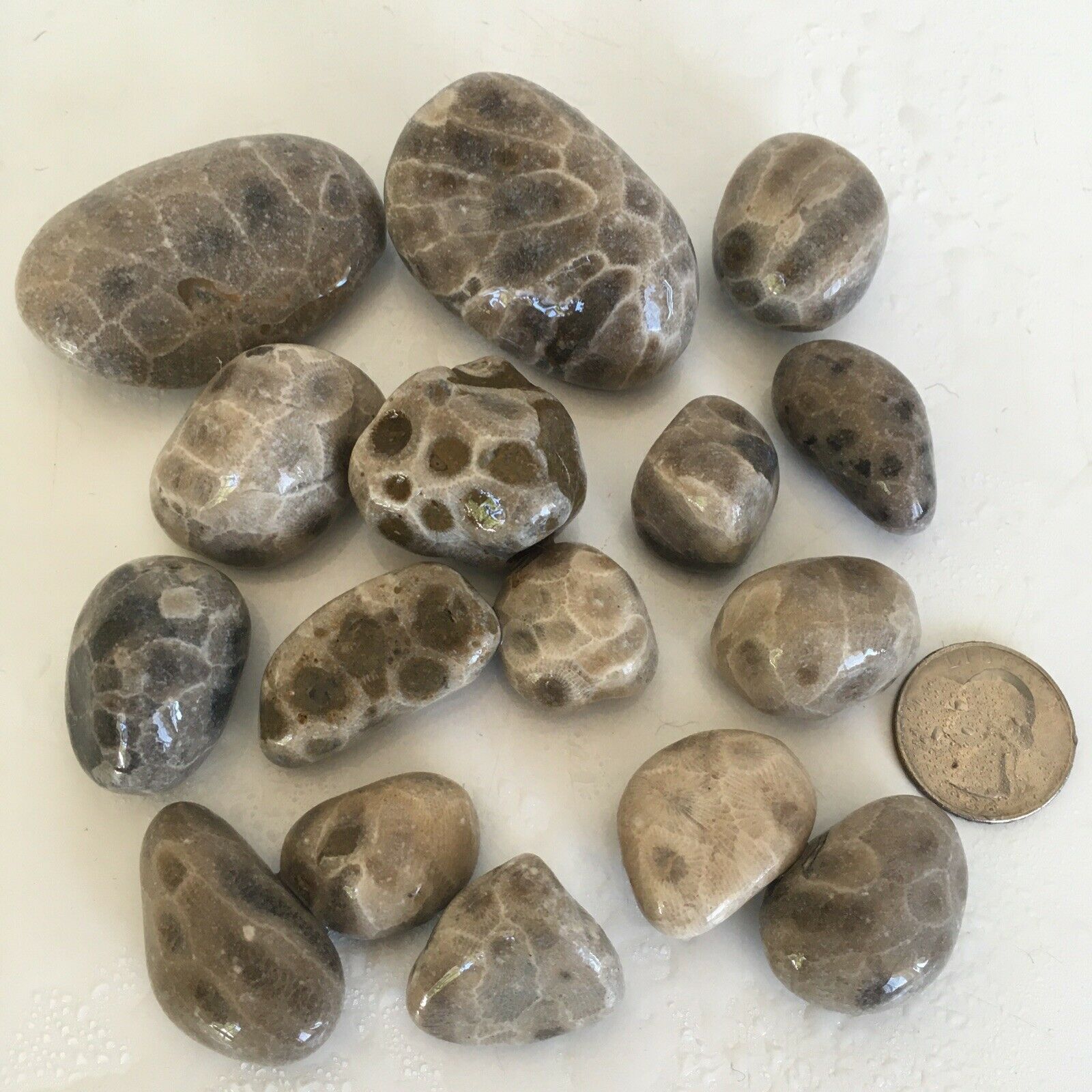16 Unpolished 💥premium Petoskey Stones  Hexagonaria Coral Fossil Rough Michigan