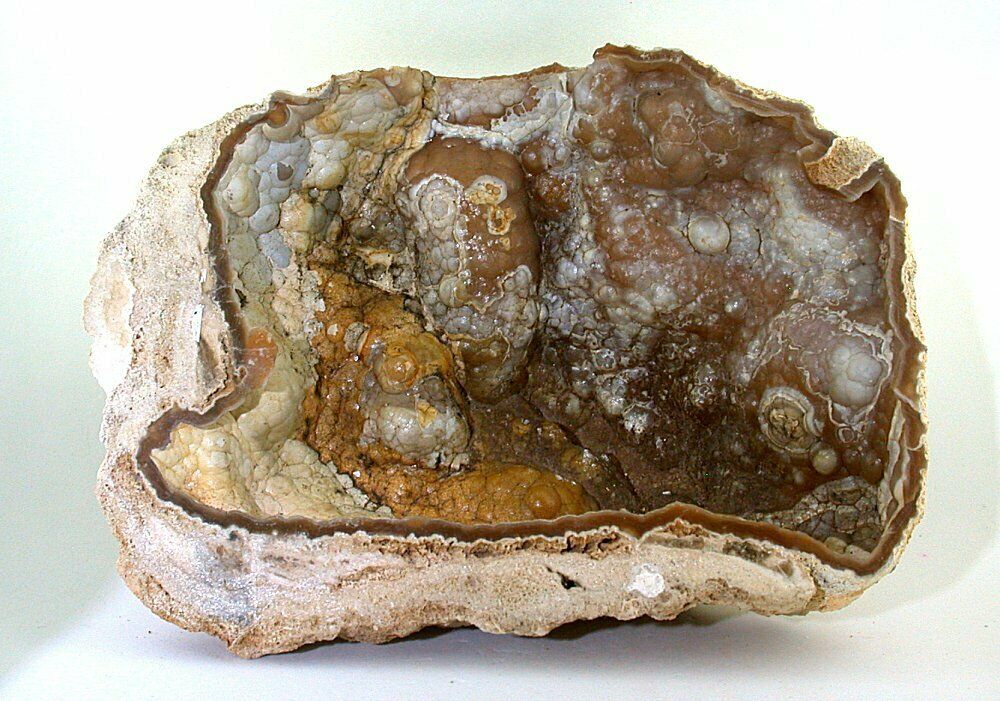 LARGE 6 x 4 1/4 Inch Coral Fossil Fossilized Prehistoric Slice Specimen PFCS4