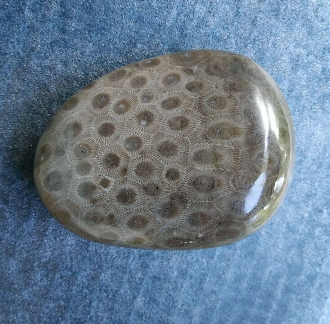 Petoskey Stone POLISHED 10oz 2 in 1 BIG EYES + SMALL EYES..Super SHINNY