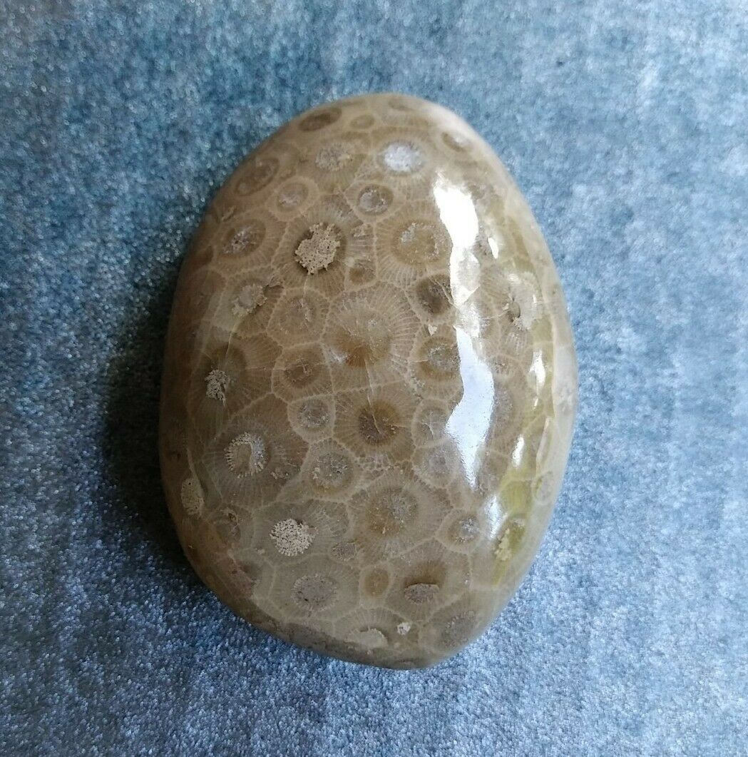 Petoskey Stone Polished 3.7oz