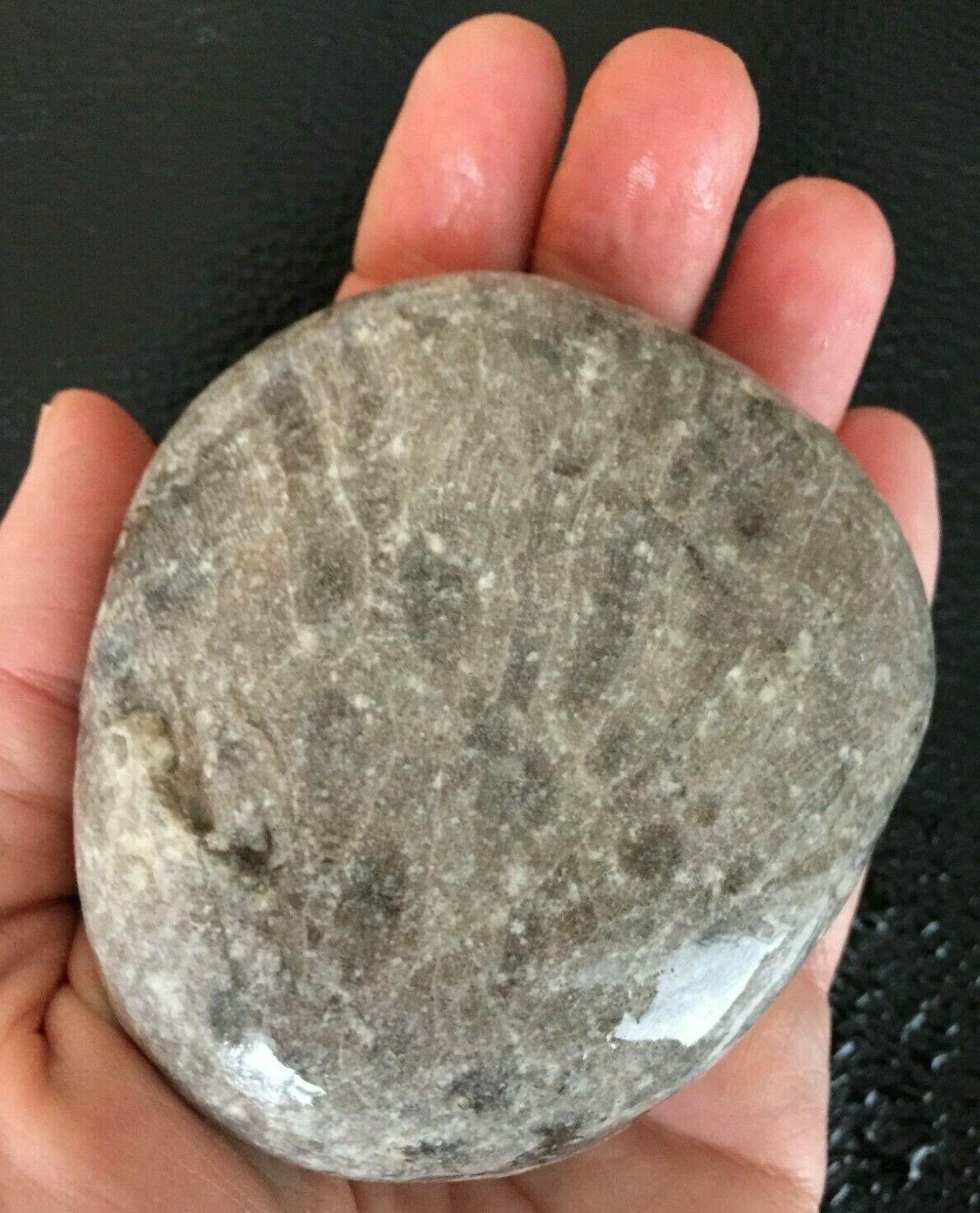 Michigan Petoskey Stone Hexagonaria – GRADE A - Beautiful Fossil both sides 1LB