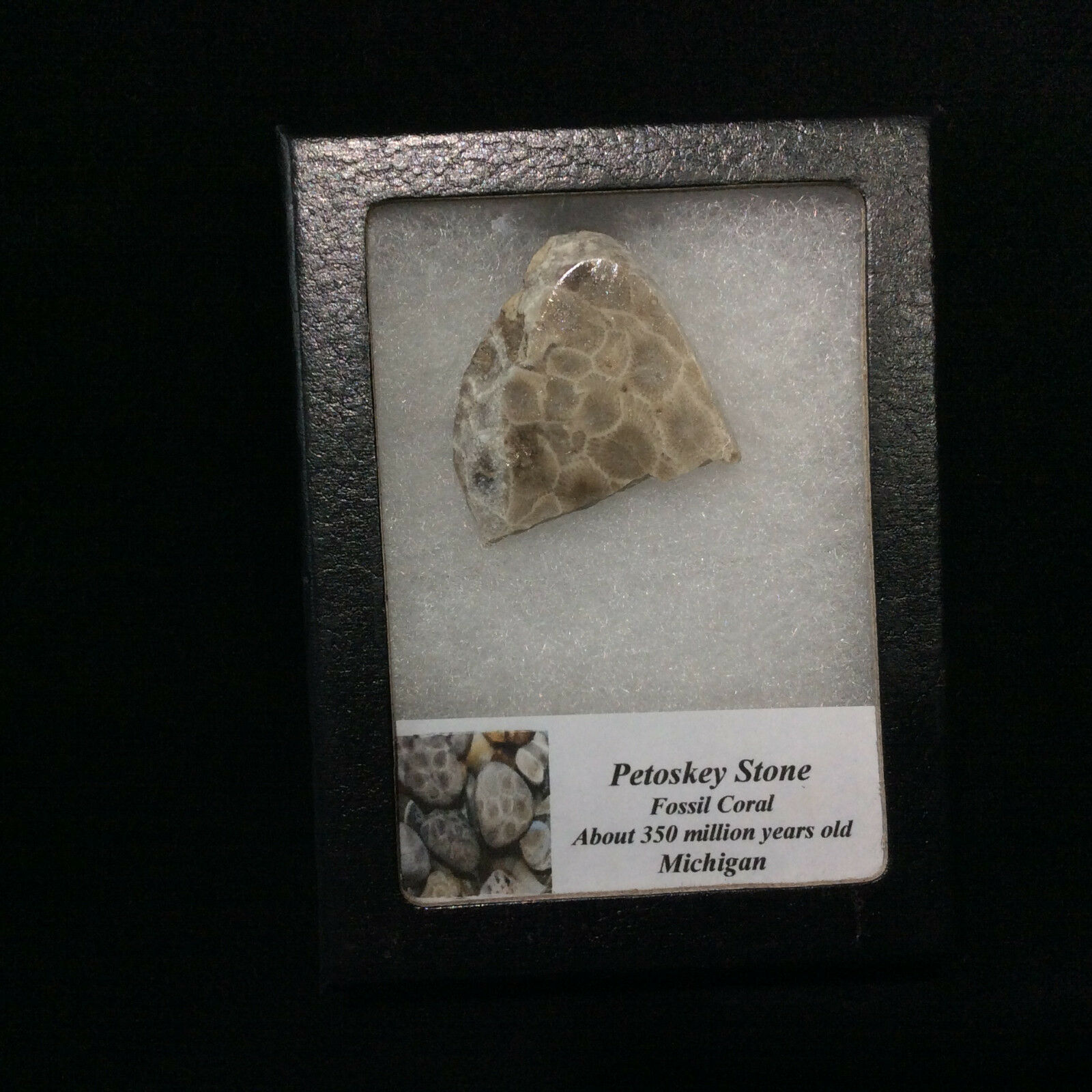 Petosky Stone Fossil Coral 170502 In Collectors Box Metaphysical