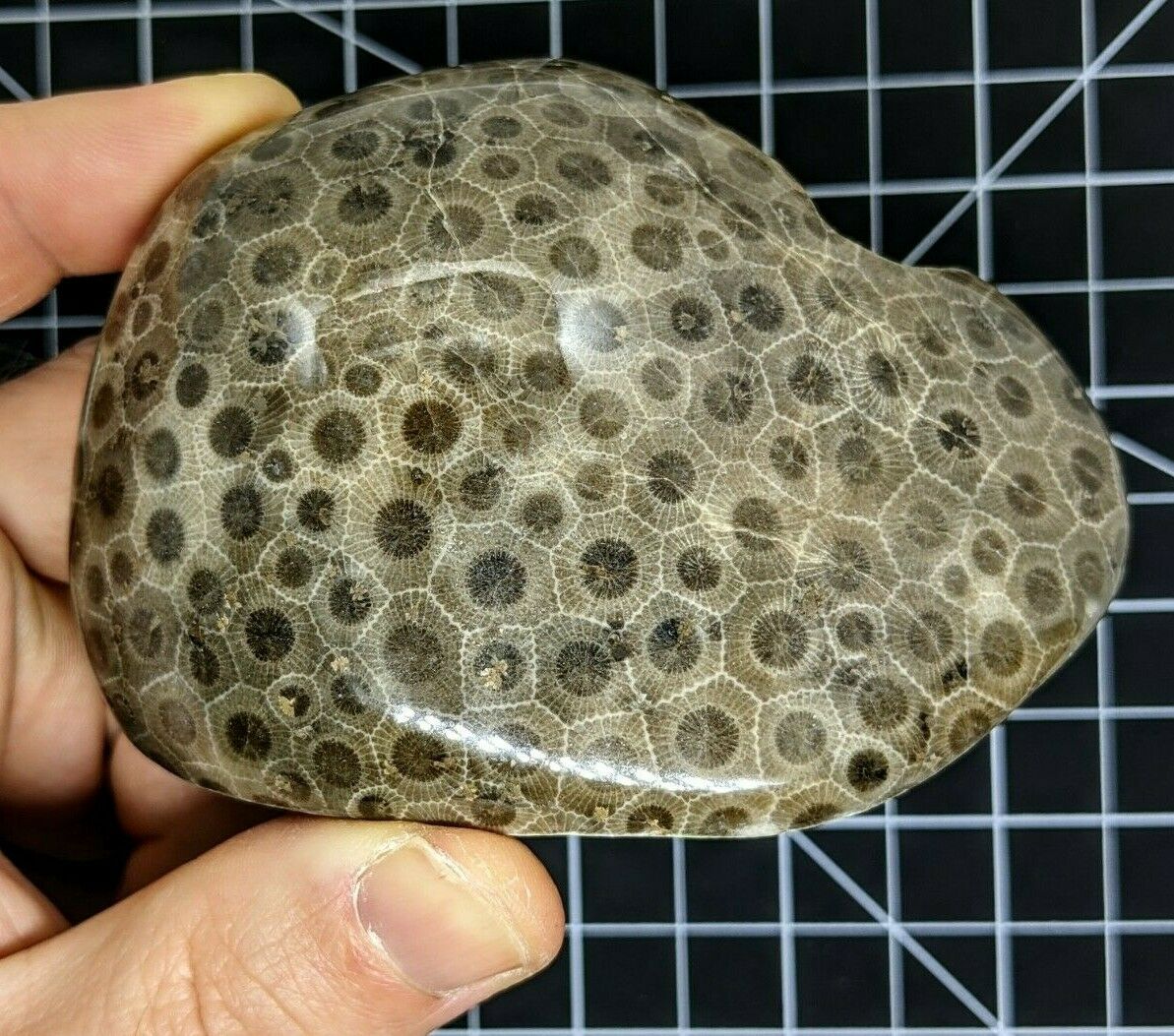 Exceptional Pattern Large Polished Petoskey Stone #157 Coral Fossil Hexagonaria