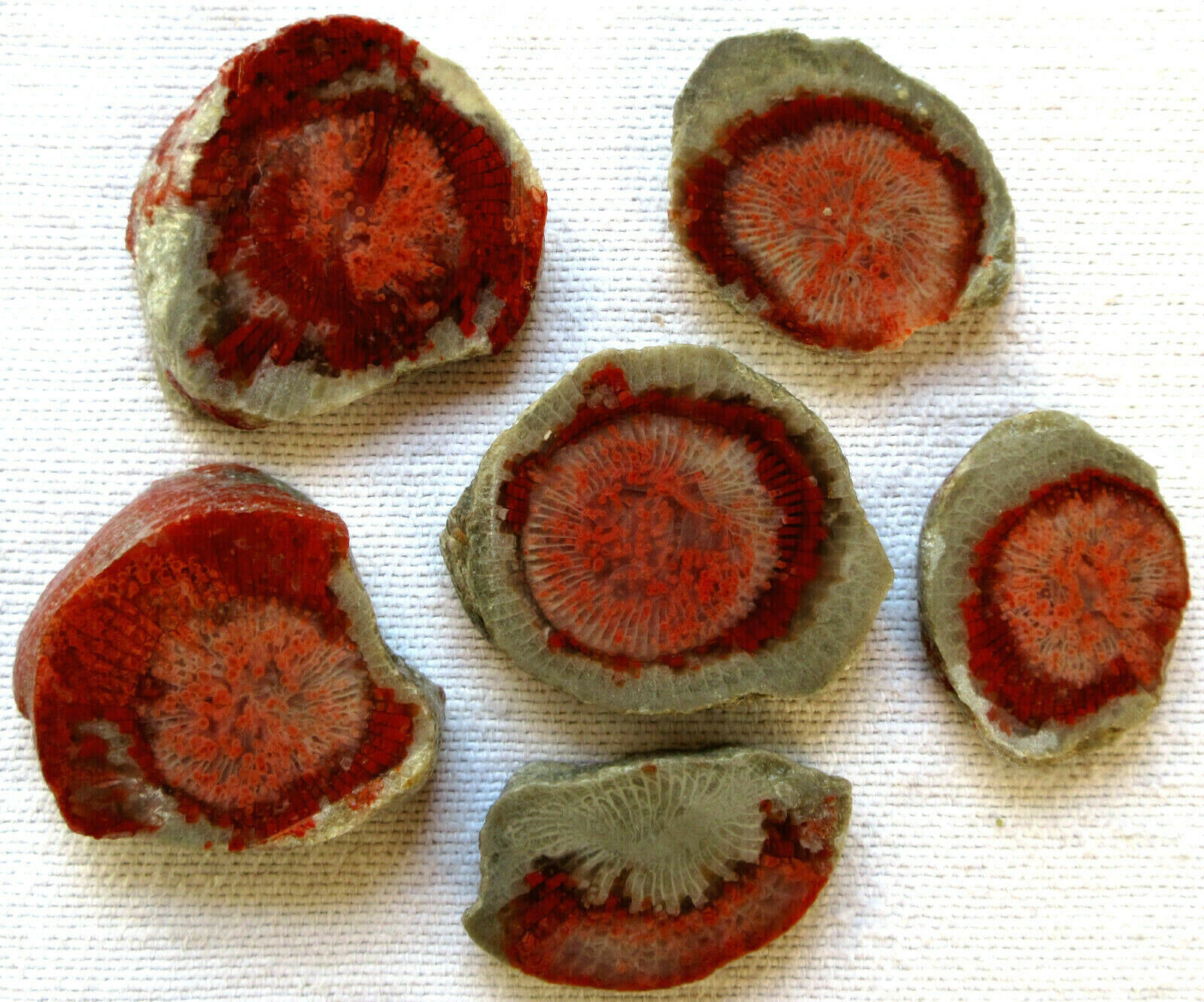 Red Horn Coral Fossil - Slab - Slice - 115 grams - Utah - Lot of 6