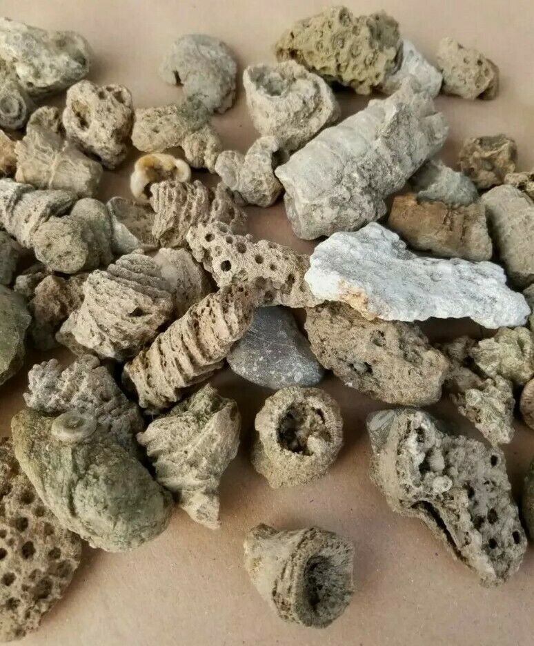 Five Natural, Unpolished, Hand Picked Horn Coral Fossils, Selected At Random