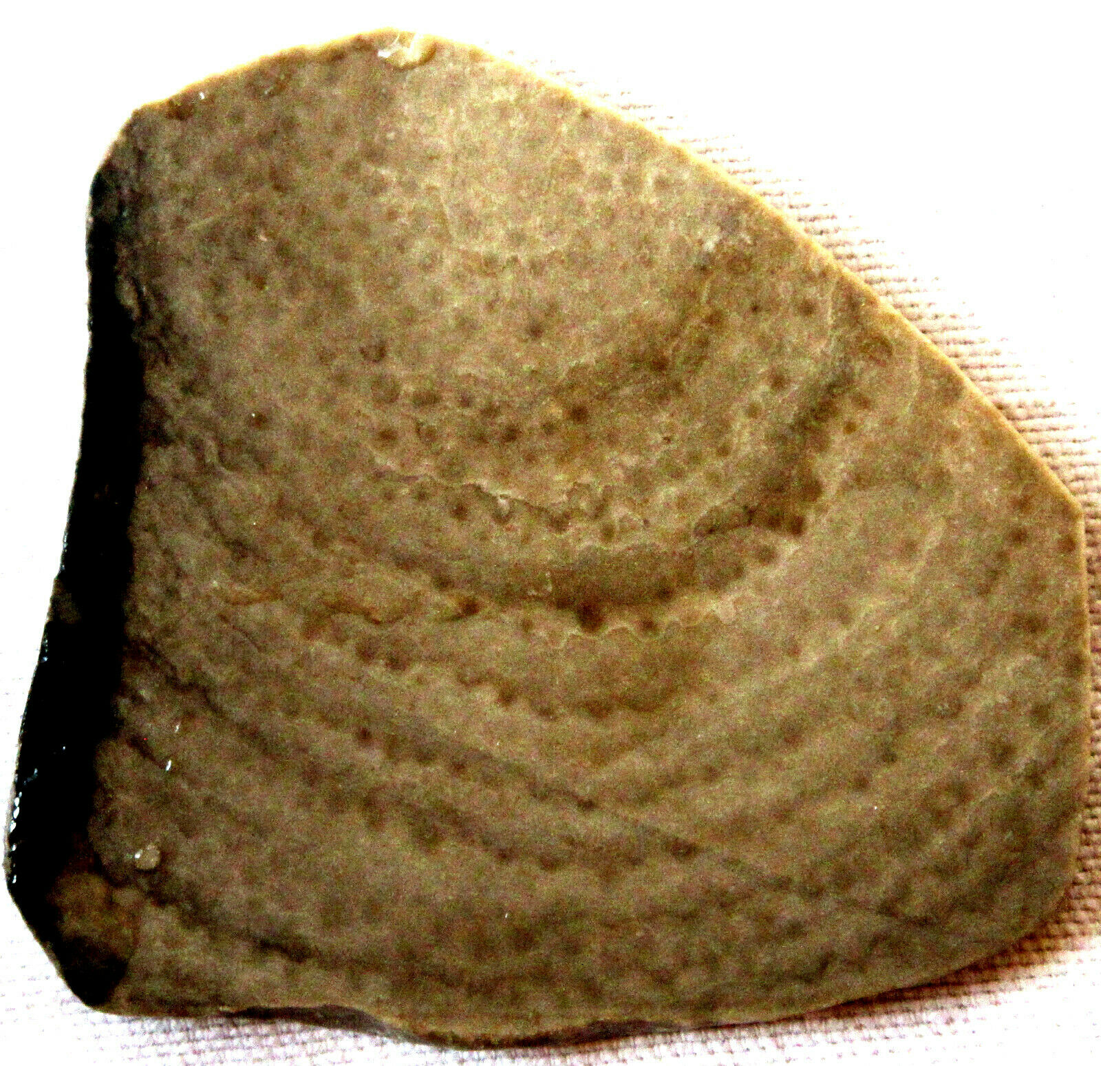 Sea Sponge Fossil Slab - Devonian - Stromatapora - 65 Grams - Michigan