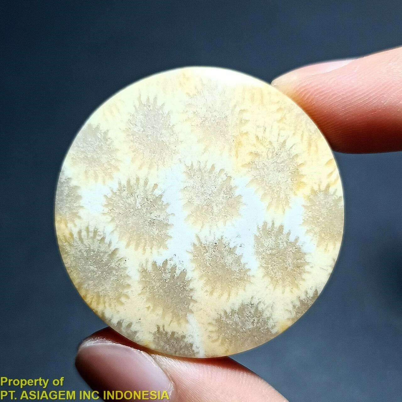 62ct Golden Gray White 'exotic Flower' Agate ~agatized Coral Fossil Cab