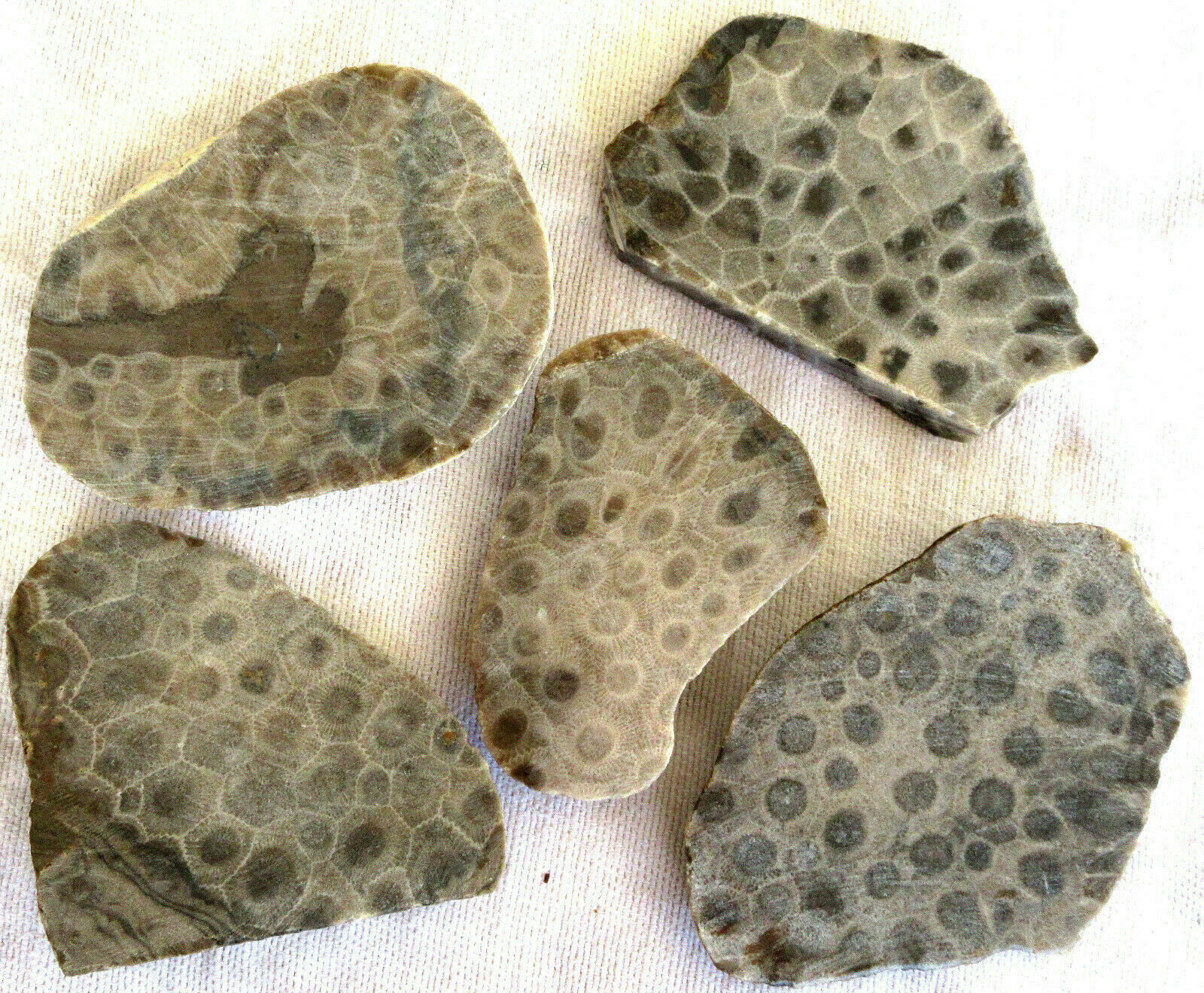 5 Petoskey Stone Slab - Hexagonaria - Coral Fossil - 395 Grams - Michigan - End