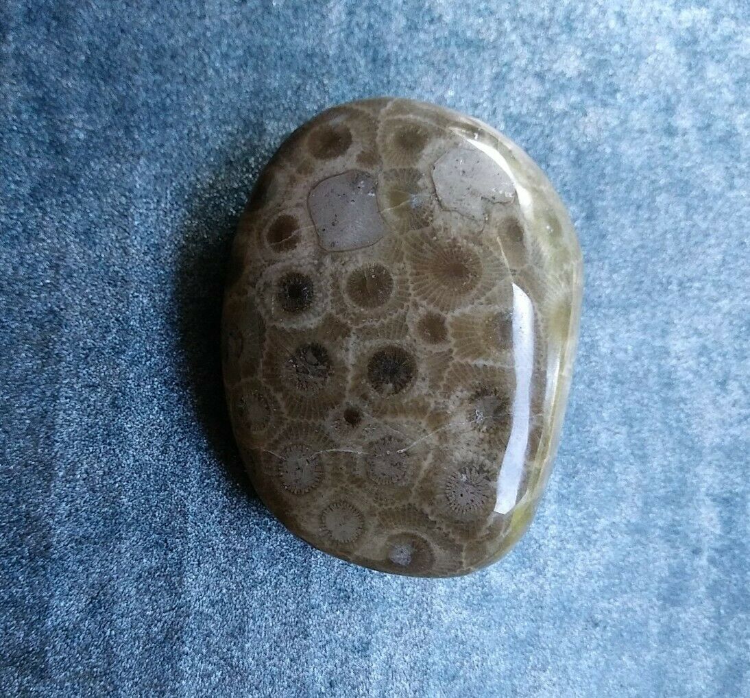 Petoskey Stone Polished 2.6oz