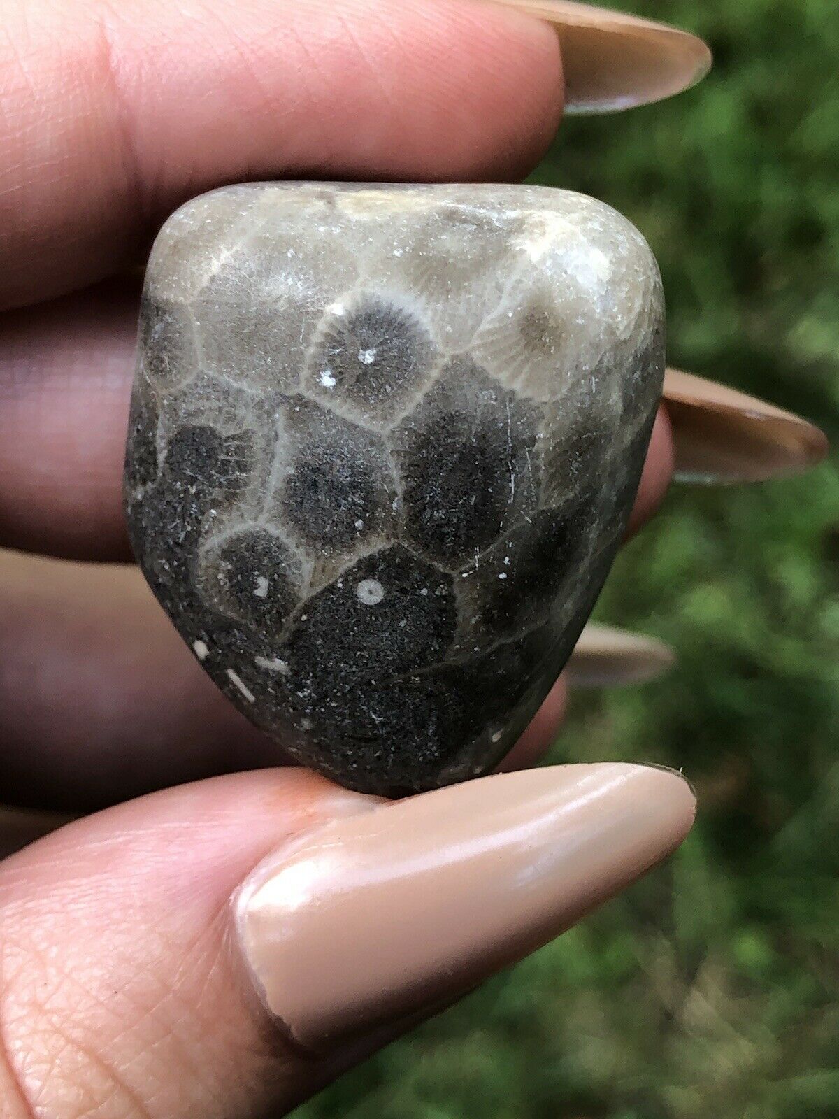 Petoskey Stone- Natural 1.3 Inch Ocean Tumbled Fossilized Coral Specimen