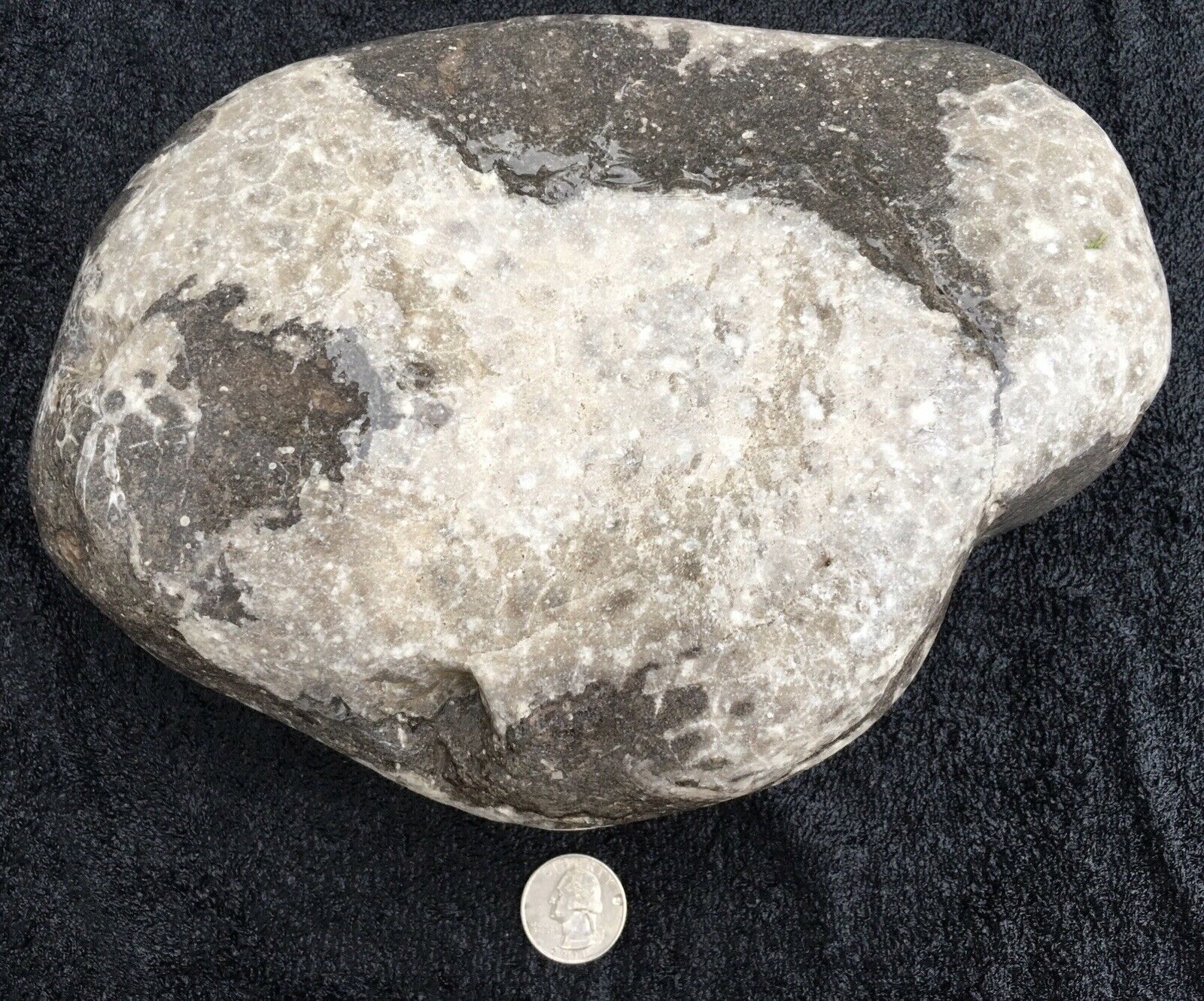 Large Unpolished Petoskey Stone With Fossil On The Back Side 10 Pounds , 2 Oz!