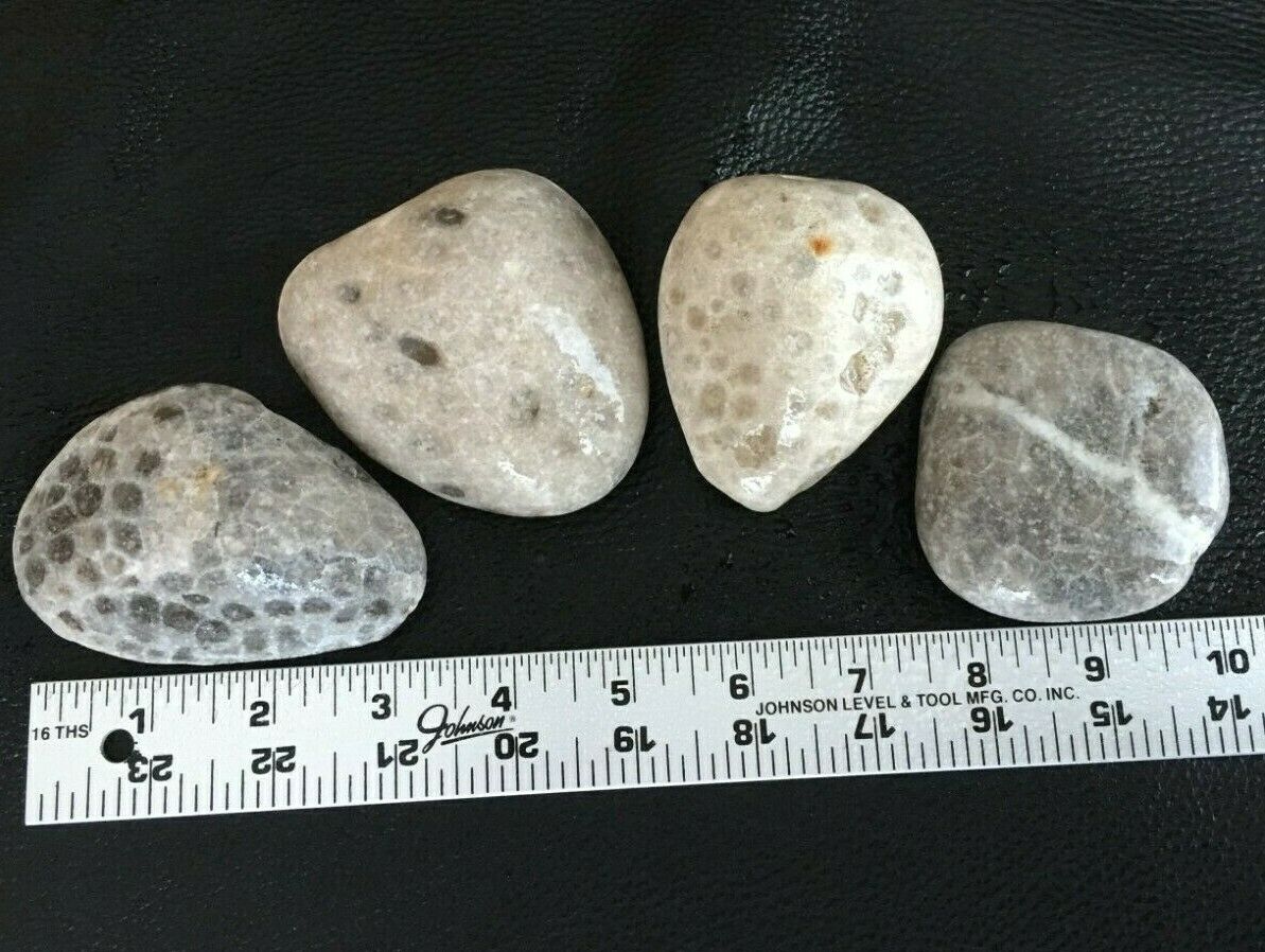 4pc Michigan Petoskey Stones – Grade A – Stunning Patterns! Hexagonaria 2.2 Lbs