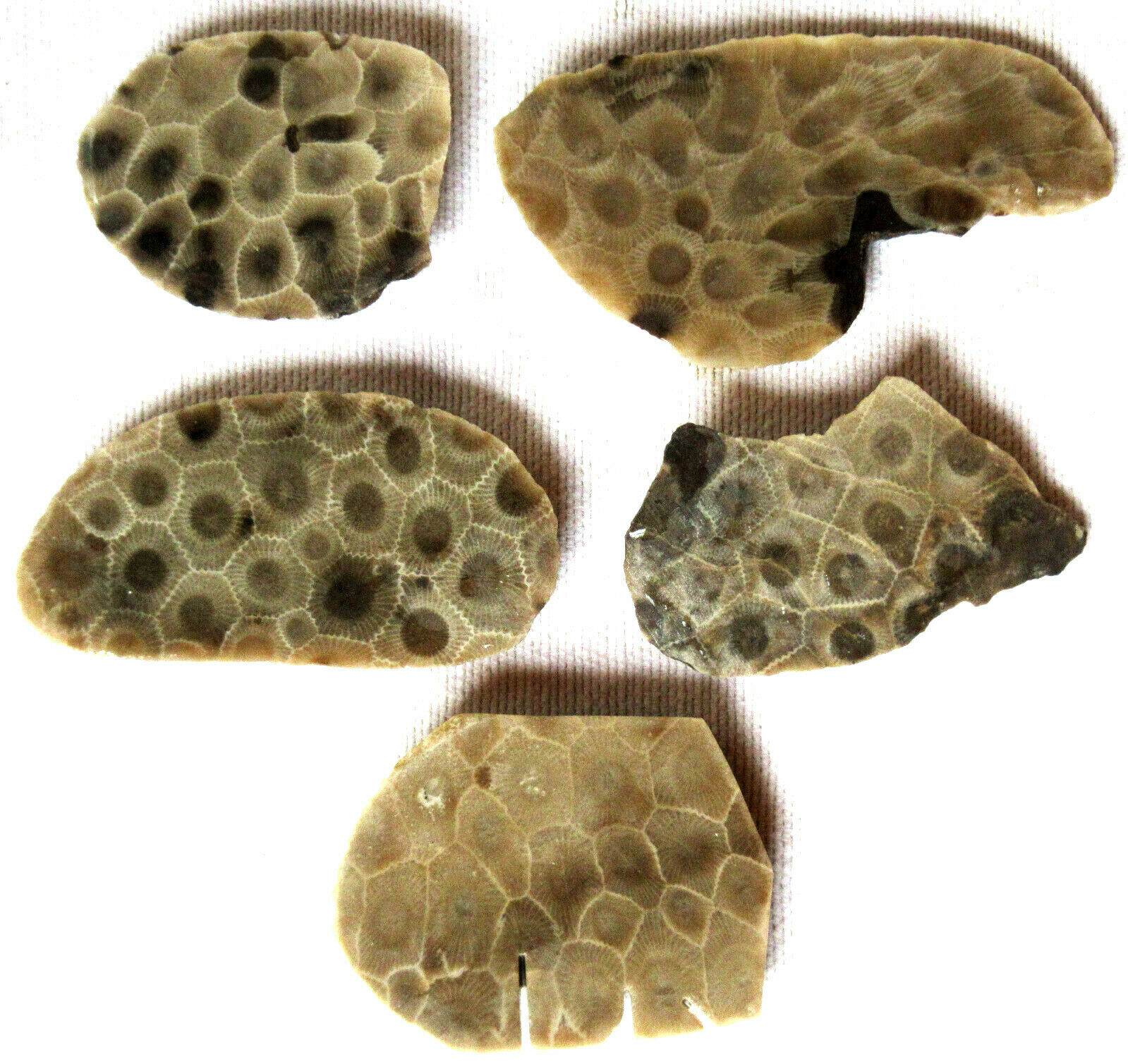 5 Petoskey Stone Slab - Hexagonaria - Fossil - 105 Gms - Polished - Mi- End
