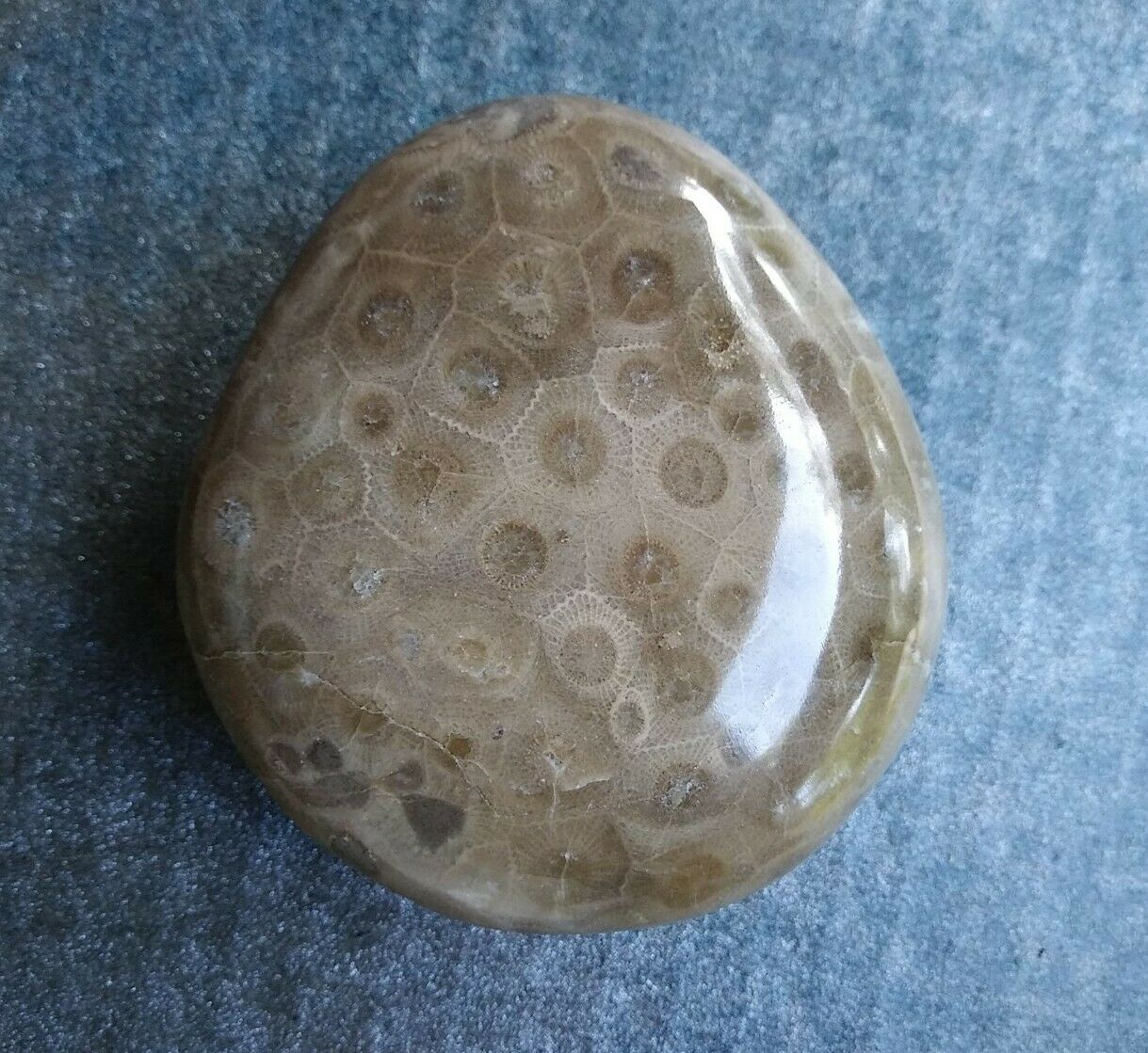 Petoskey Stone Polished 9.4oz