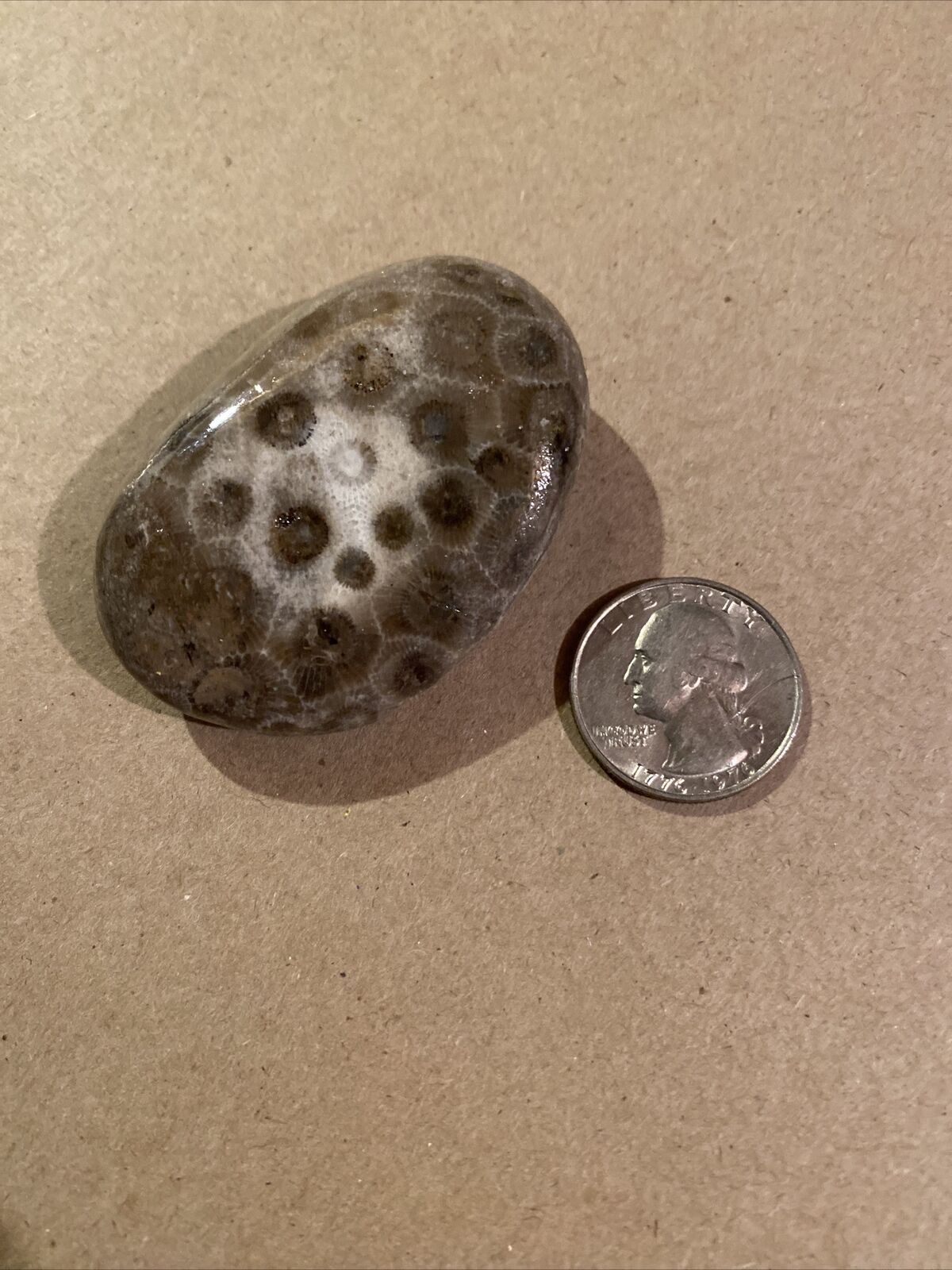 Polished Michigan Petoskey Stone (b/c3/1020/a7)