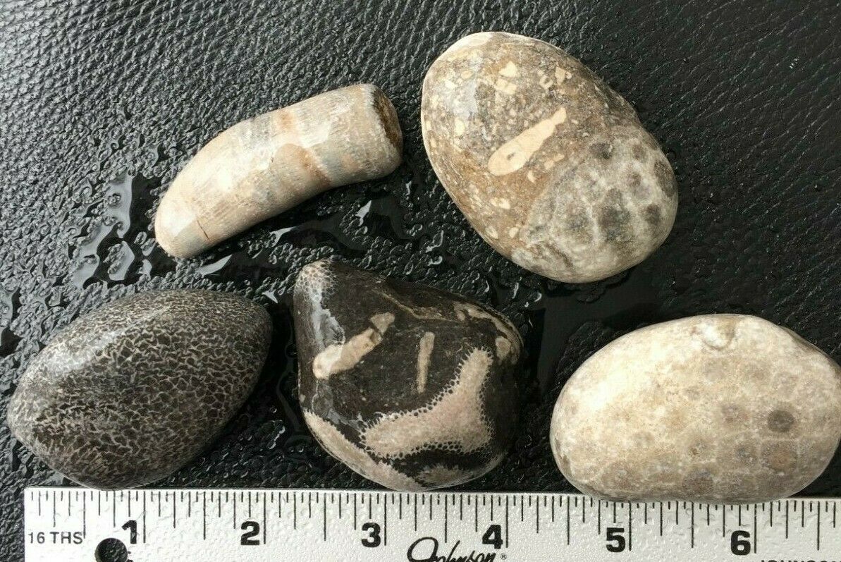 5 Pc Michigan Fossil Set –horn Coral, Petoskey Stone, Favosite Bryozoan Crinoids